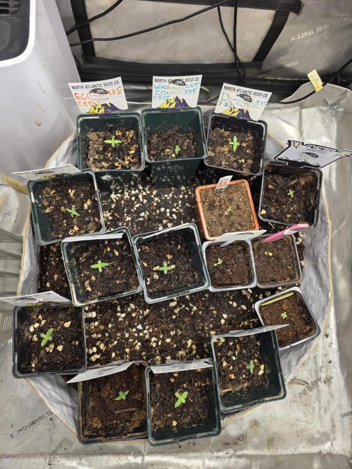 5 x 5 Jan 2026. Week 1 - A few tents were started at the same time, so here are these and some more