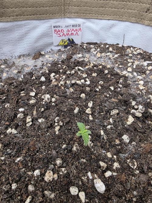 5 x 5 Jan 2026. Week 2