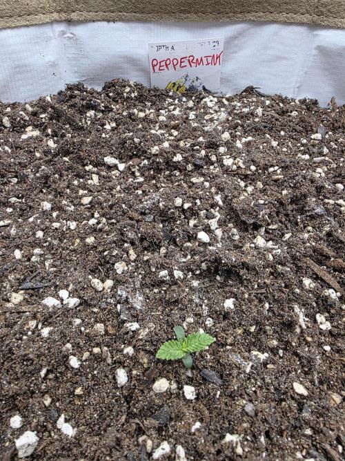 5 x 5 Jan 2026. Week 2