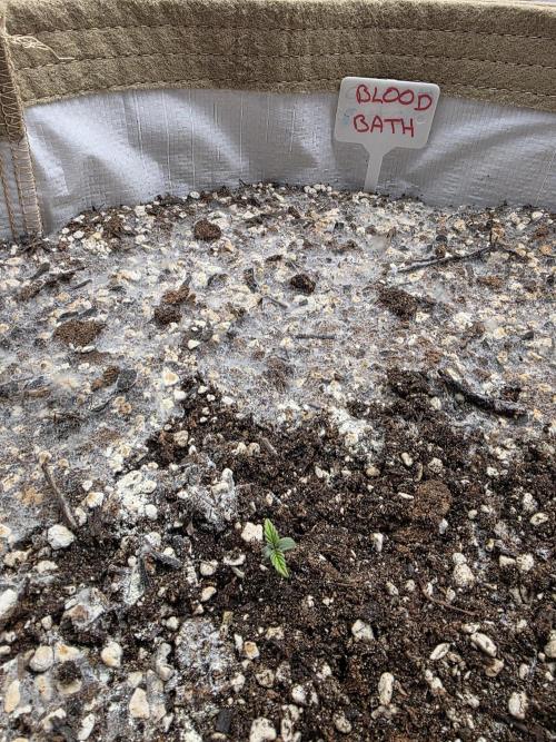 5 x 5 Jan 2026. Week 2