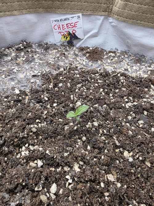 5 x 5 Jan 2026. Week 2