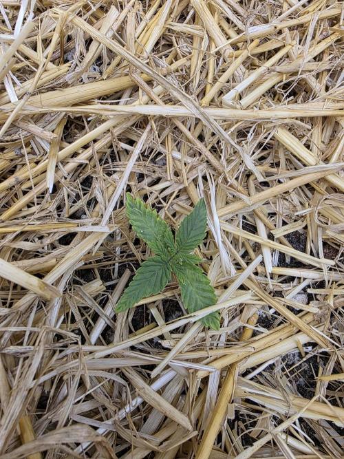 5 x 5 Jan 2026. Week 3