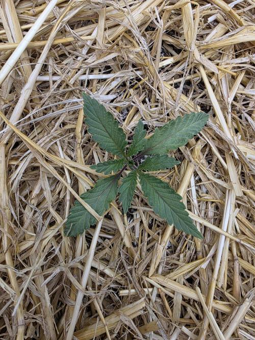 5 x 5 Jan 2026. Week 3