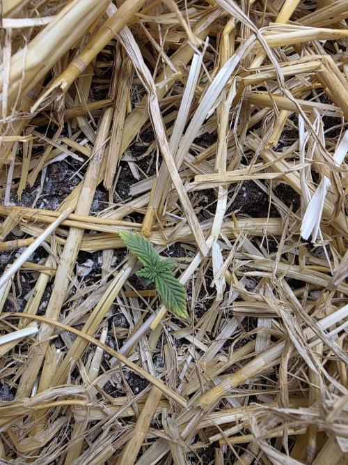 5 x 5 Jan 2026. Week 3