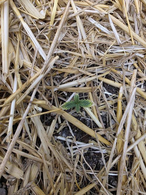 5 x 5 Jan 2026. Week 3