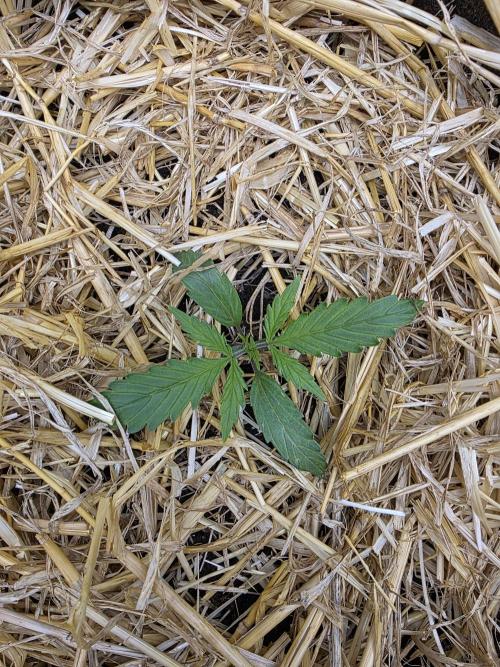 5 x 5 Jan 2026. Week 3