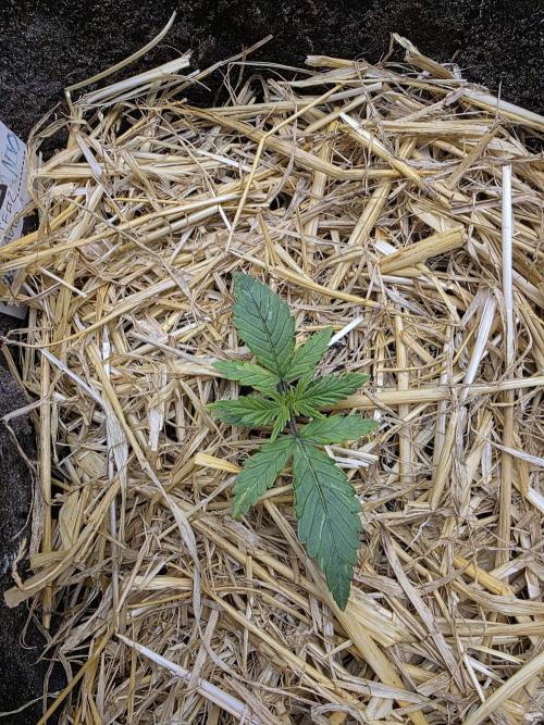 5 x 5 Jan 2026. Week 3