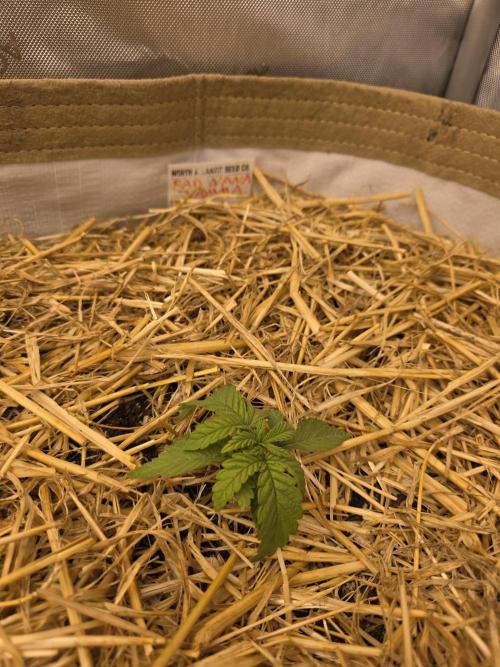 5 x 5 Jan 2026. Week 4