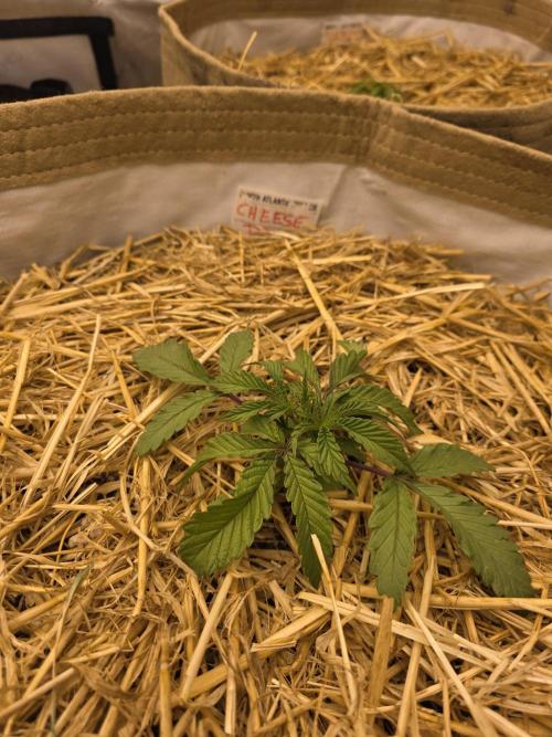 5 x 5 Jan 2026. Week 4