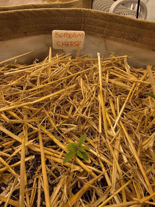 5 x 5 Jan 2026. Week 4 - This lady didn't enjoy the transplant and is a little stunted currently