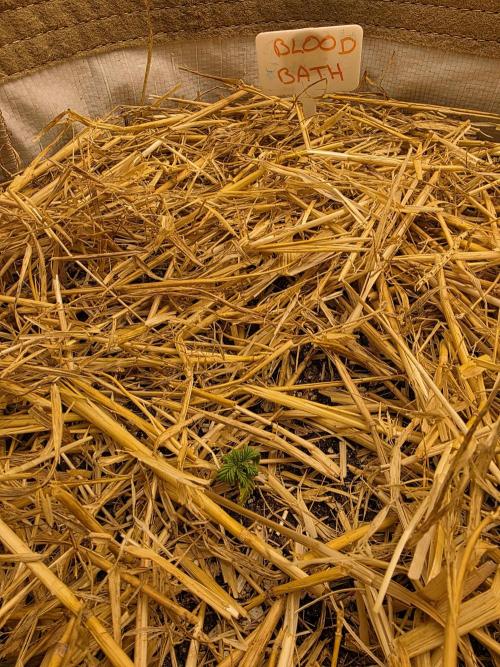 5 x 5 Jan 2026. Week 4 - This lady didn't enjoy the transplant and is a little stunted currently