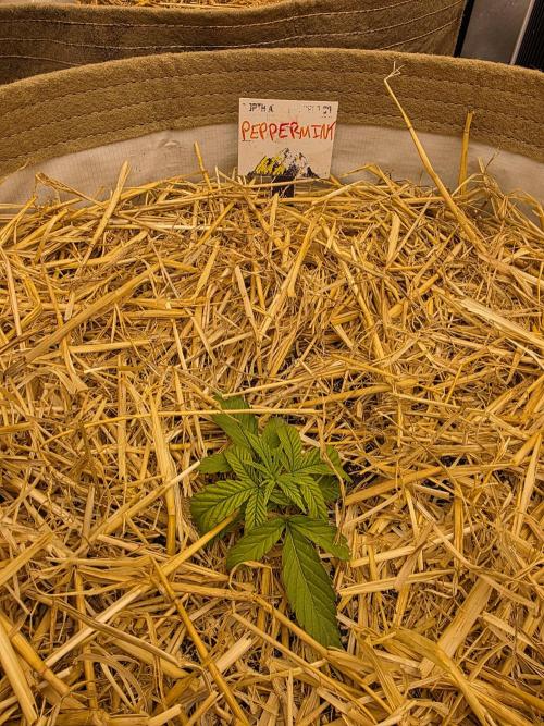 5 x 5 Jan 2026. Week 4