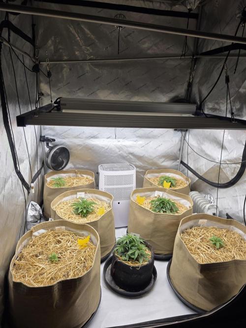 5 x 5 Jan 2026. Week 5