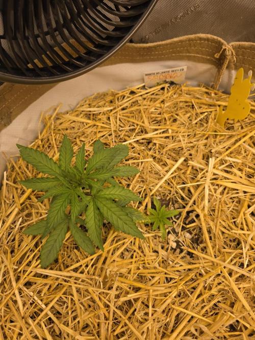 5 x 5 Jan 2026. Week 5 - We have an intruder, I have no idea what the other plant is, it shouldn't be he