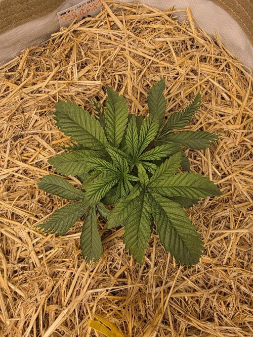 5 x 5 Jan 2026. Week 5