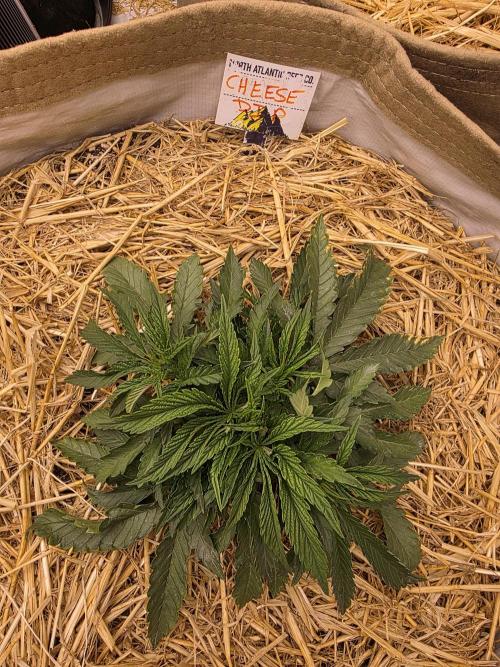 5 x 5 Jan 2026. Week 5