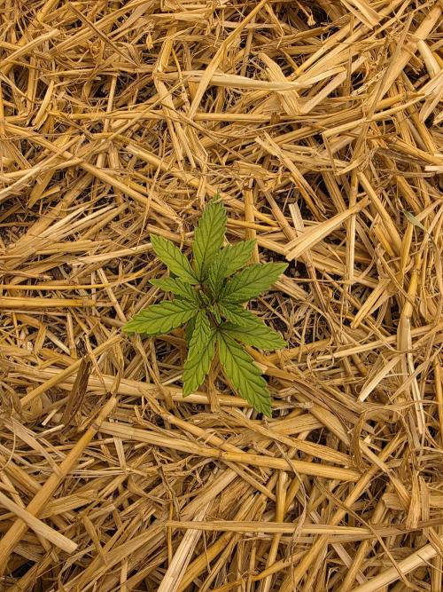 5 x 5 Jan 2026. Week 5 - She still a little stunted, hopefully she'll start growing soon.