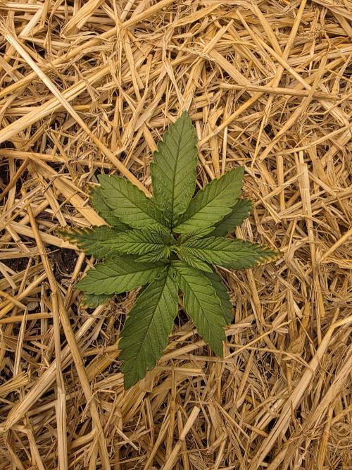 5 x 5 Jan 2026. Week 5 - Shes over her stunted phase and is now happy and growing