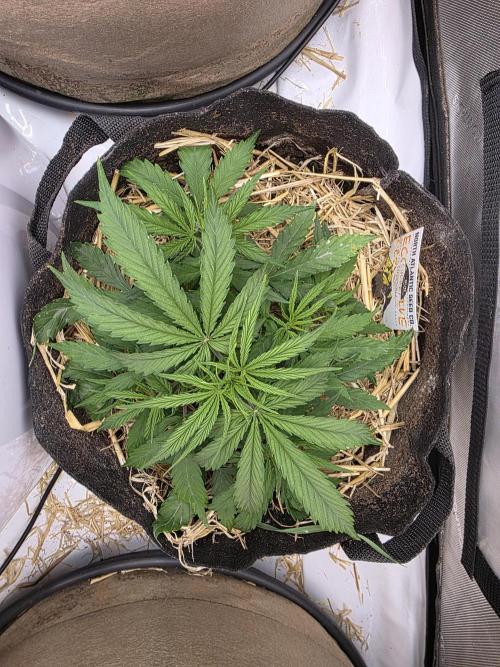 5 x 5 Jan 2026. Week 5 - Back to the Future no.2 by Tastebudz Genetics 