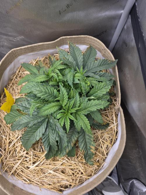 5 x 5 Jan 2026. Week 6