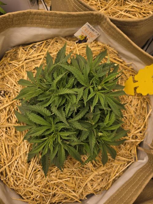 5 x 5 Jan 2026. Week 6