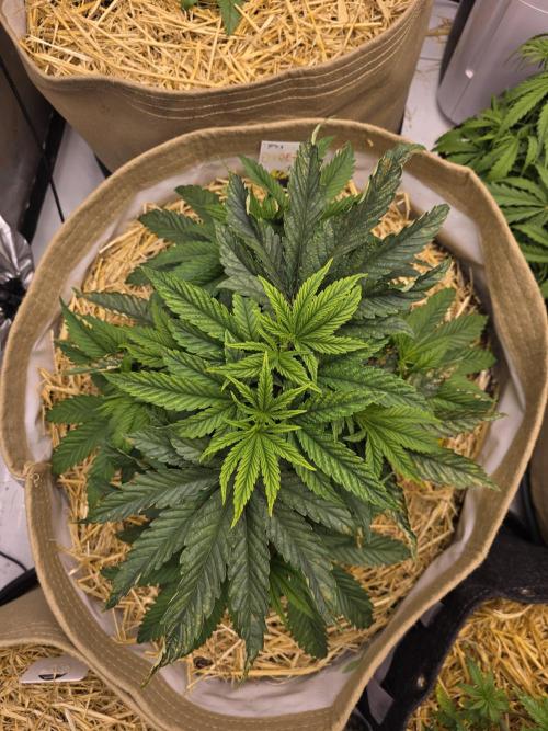 5 x 5 Jan 2026. Week 6