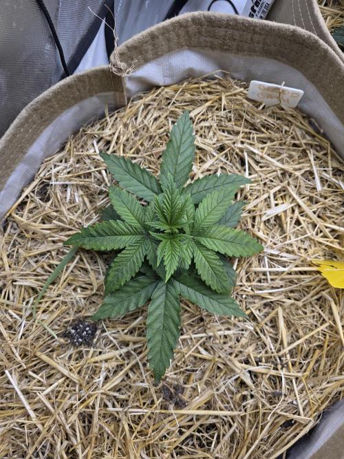 5 x 5 Jan 2026. Week 6 - Finally, she really started growing.