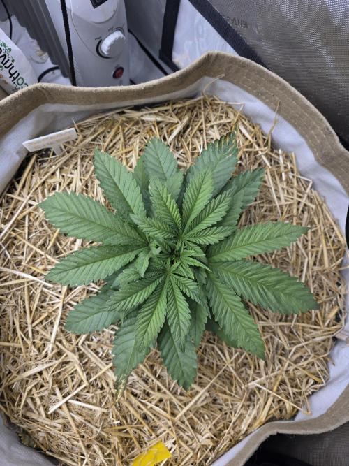 5 x 5 Jan 2026. Week 6