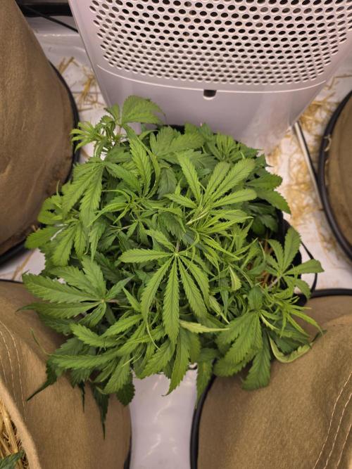 5 x 5 Jan 2026. Week 6