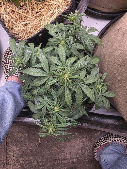 5 x 5 Jan 2026. Week 6 - The BTTF#2 Has started flower.