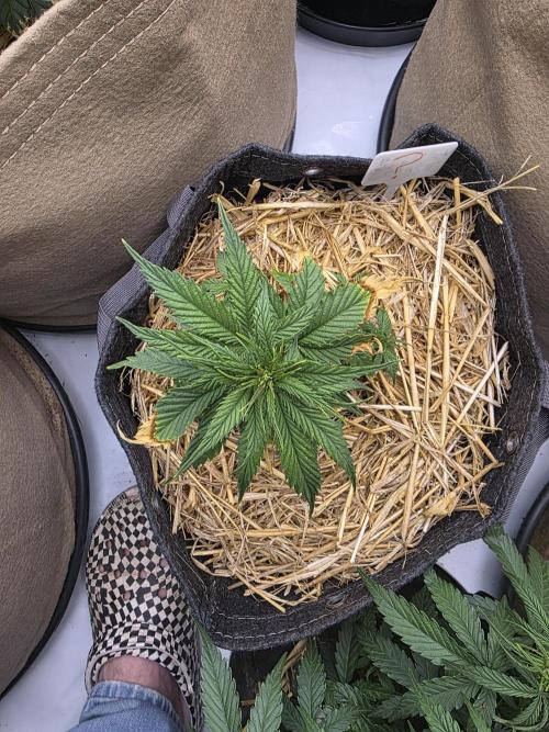 5 x 5 Jan 2026. Week 6 - This is the hitchhiker that was in the canna Alien pot, might be an Auto? 