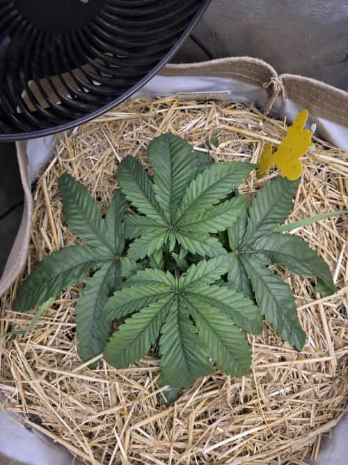 5 x 5 Jan 2026. Week 7 - The canna Alien is getting giant infica leaves 