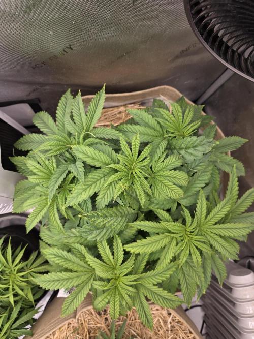 5 x 5 Jan 2026. Week 7 - BNJ is a tad pale, I'll start her on some fish shit