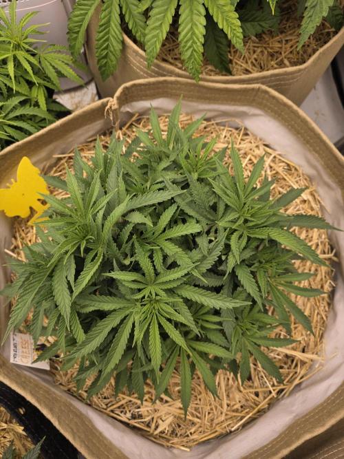 5 x 5 Jan 2026. Week 7