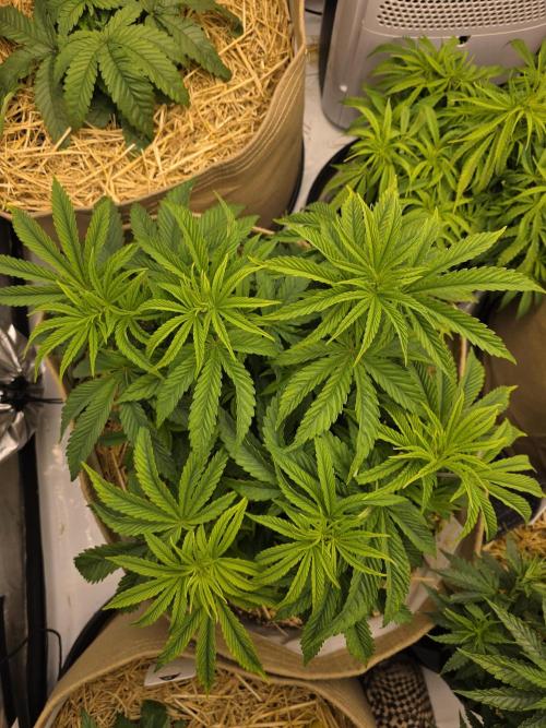 5 x 5 Jan 2026. Week 7 - The peppermint is also a tad pale, ill start her on some fish shit