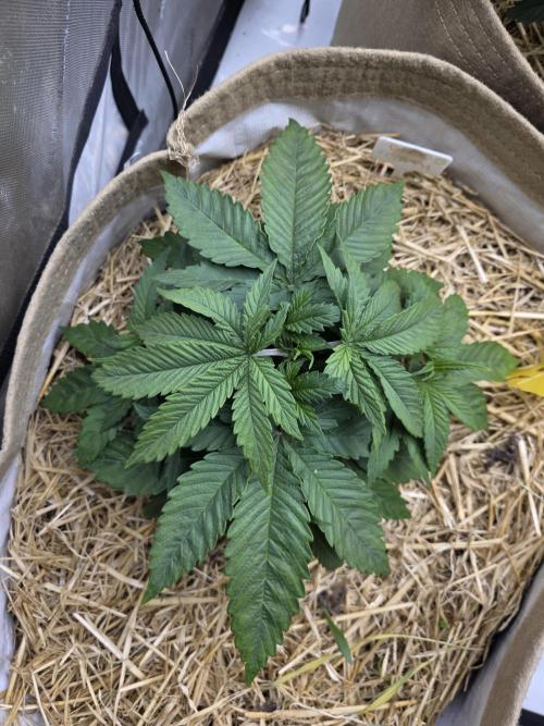 5 x 5 Jan 2026. Week 7