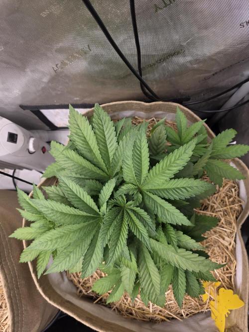 5 x 5 Jan 2026. Week 7