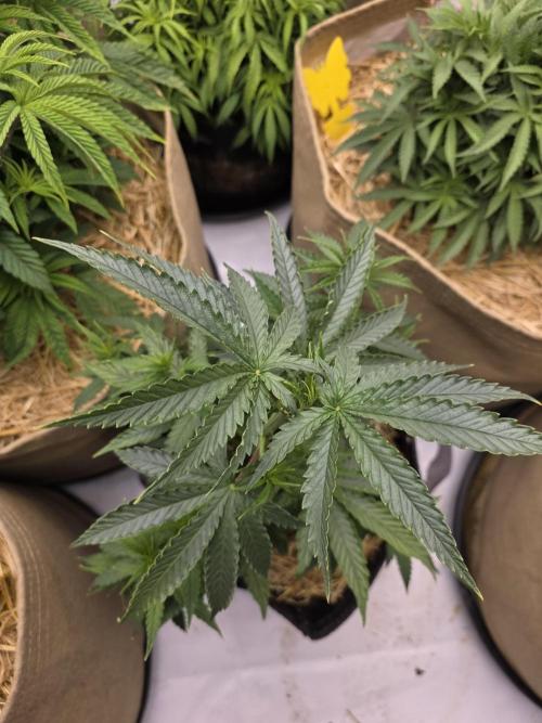 5 x 5 Jan 2026. Week 7 - This damn plant won't stop growing, I'll have to top her