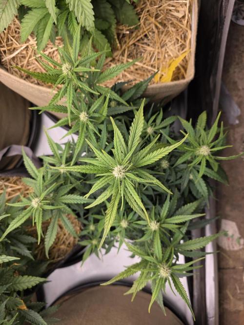 5 x 5 Jan 2026. Week 7 - 2nd week of flower for the BTTF#2 by Tastebudz 