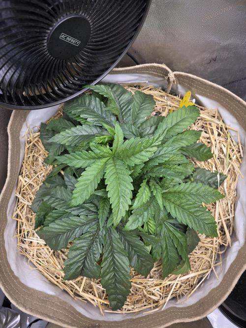 5 x 5 Jan 2026. Week 8