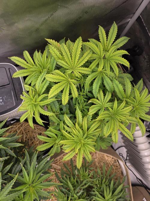 5 x 5 Jan 2026. Week 8 - Started on fish shit this week, will be dark green again by next week 