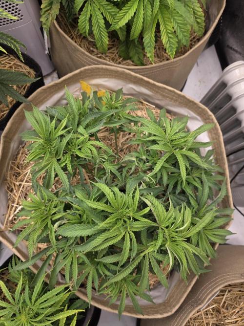 5 x 5 Jan 2026. Week 8