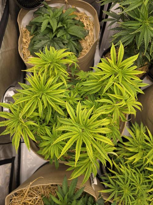 5 x 5 Jan 2026. Week 8 - Started on fish shit, will be dark green again by next week.