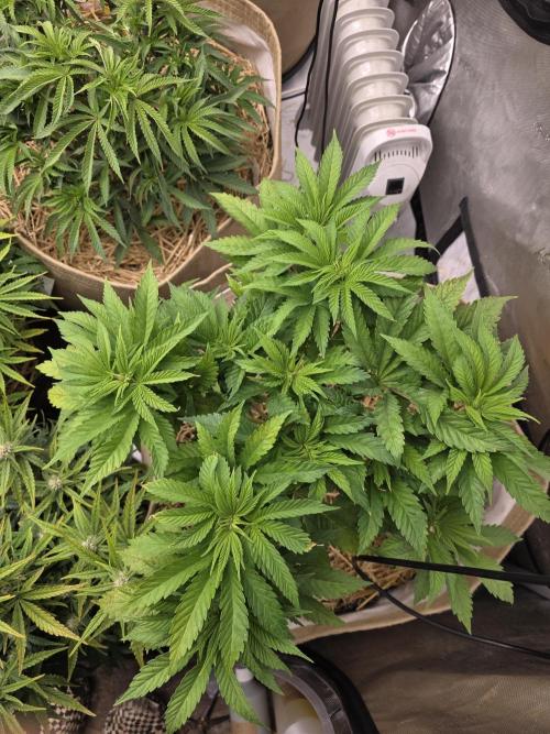 5 x 5 Jan 2026. Week 8