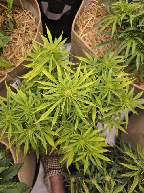 5 x 5 Jan 2026. Week 8