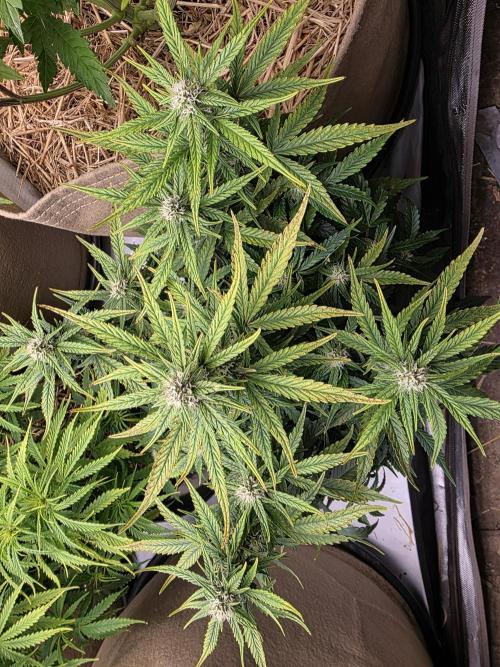 5 x 5 Jan 2026. Week 8 - Week 3 of flower for the BTTF#2 By Tastebudz Genetics 