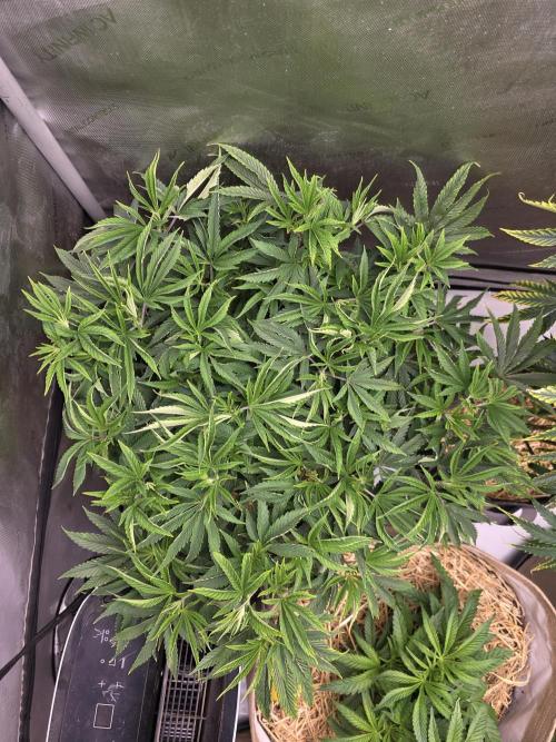 5 x 5 Jan 2026. Week 9