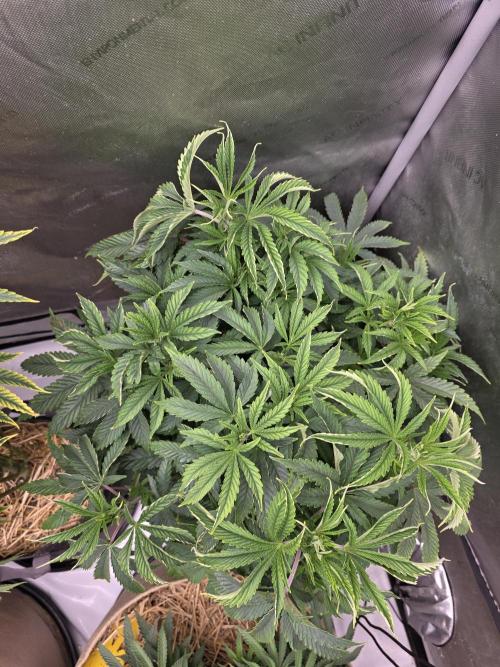 5 x 5 Jan 2026. Week 9