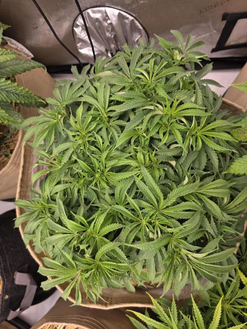 5 x 5 Jan 2026. Week 9