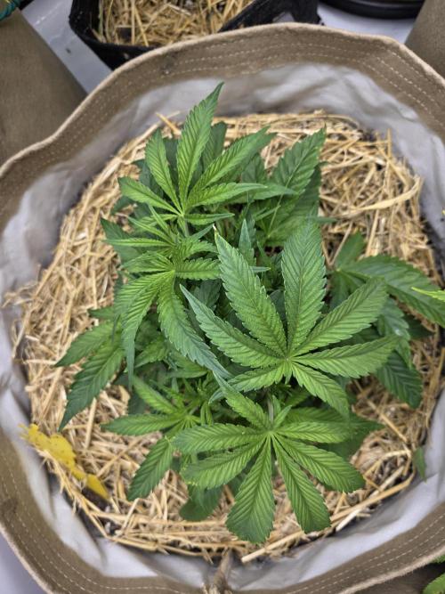 5 x 5 Jan 2026. Week 9